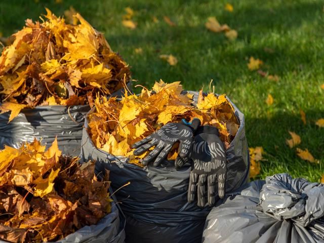 images/garden-clearance/slider/garden-waste-removal (2)-kireth-ai.jpeg
